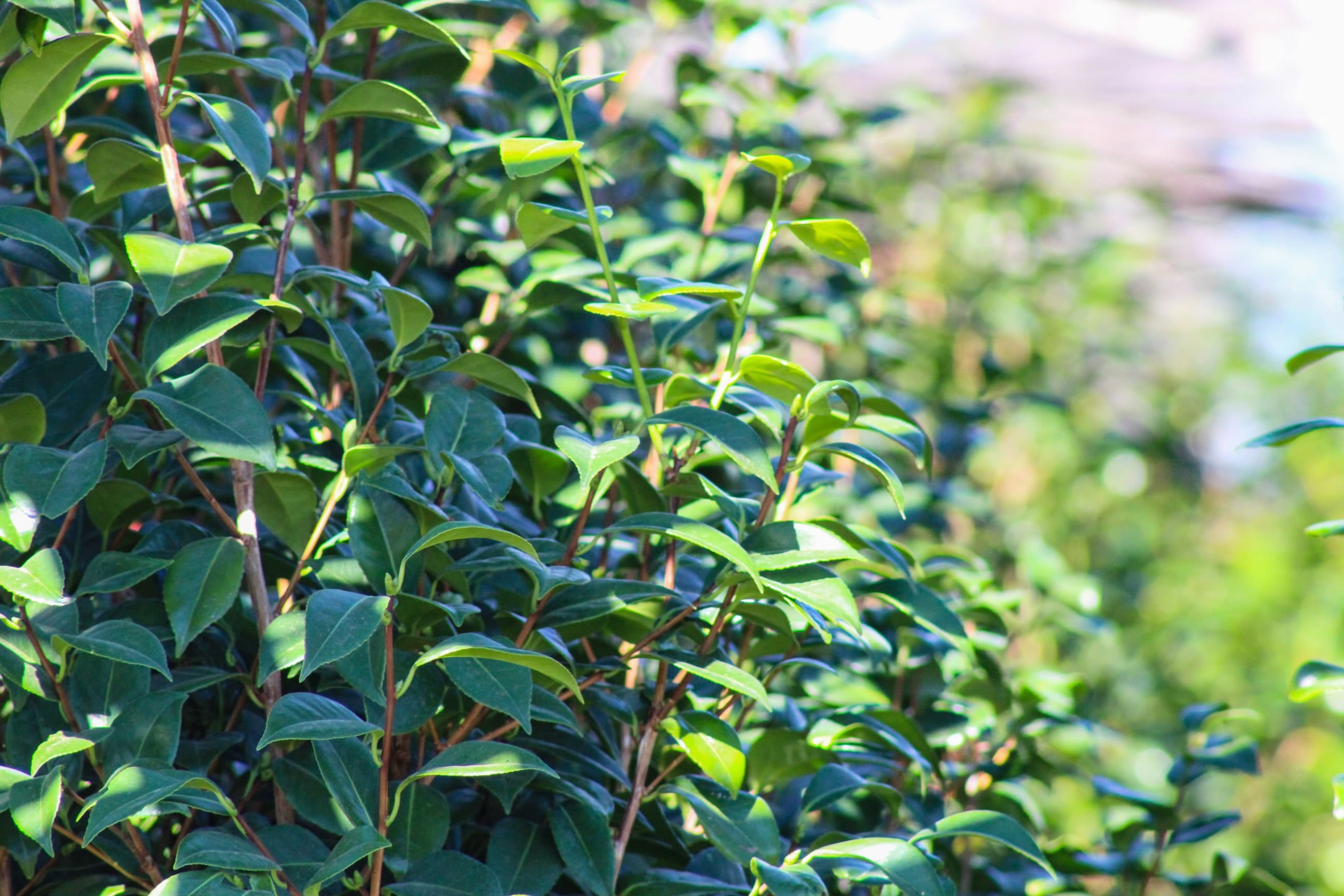 The Camellia plant from Continental Floral Greens